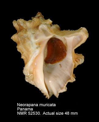 Neorapana muricata (2).jpg - Neorapana muricata(Broderip,1832)
